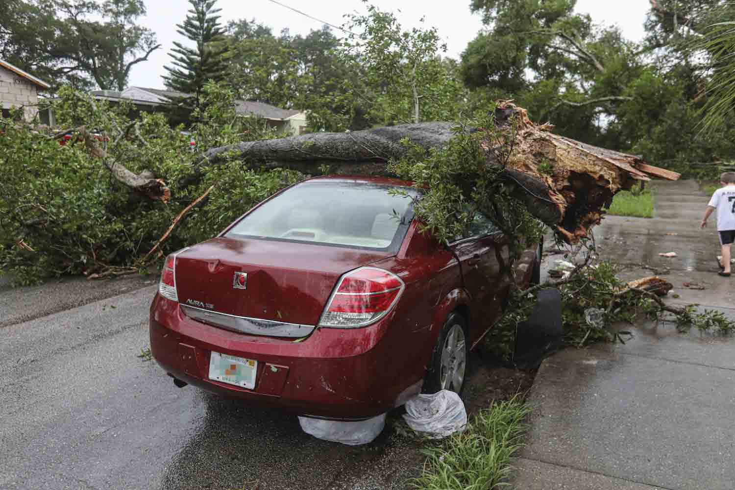 red car with a large fallen tree on top